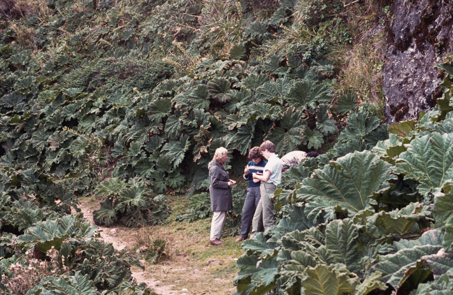 Exkursion in den Süden von Chile, Feb. 1985. Photo: R. D. Zimmermann